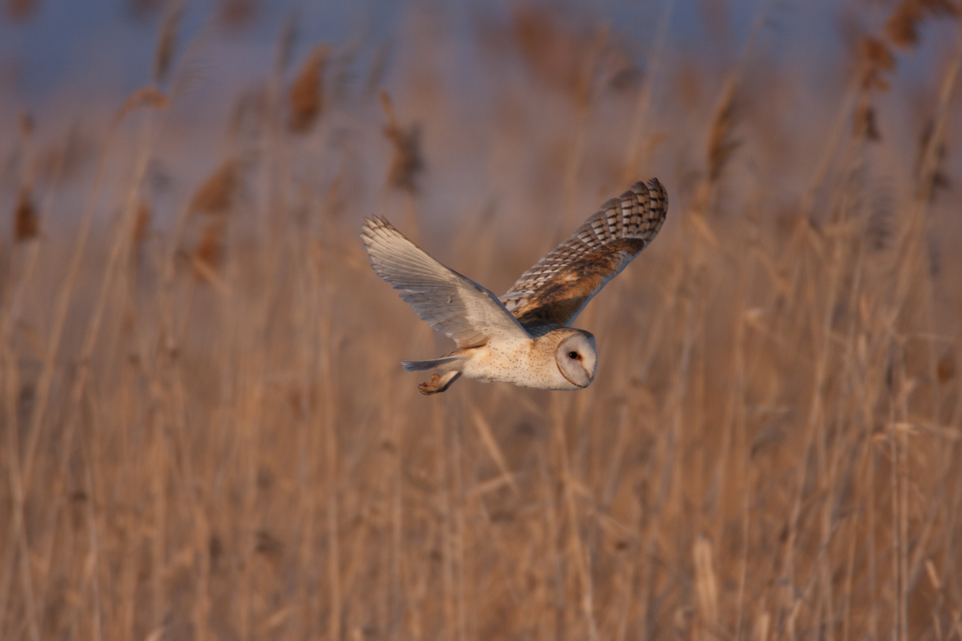 Birding at Farmington Bay