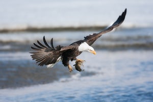 Birding at Farmington Bay