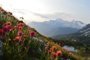 7 Lessons I Learned As A Former Wildflower Picker