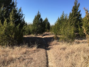 Hike Sister Groves Trail