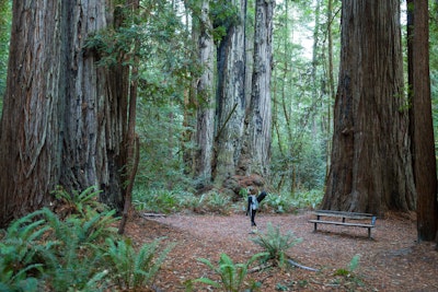 Hike to Tall Trees Grove, Redwood NP, Tall Trees Grove Trailhead