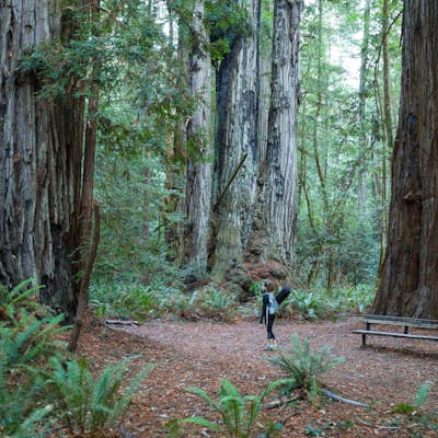 Hike to Tall Trees Grove, Redwood NP