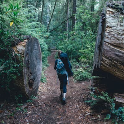 Hike to Tall Trees Grove, Redwood NP