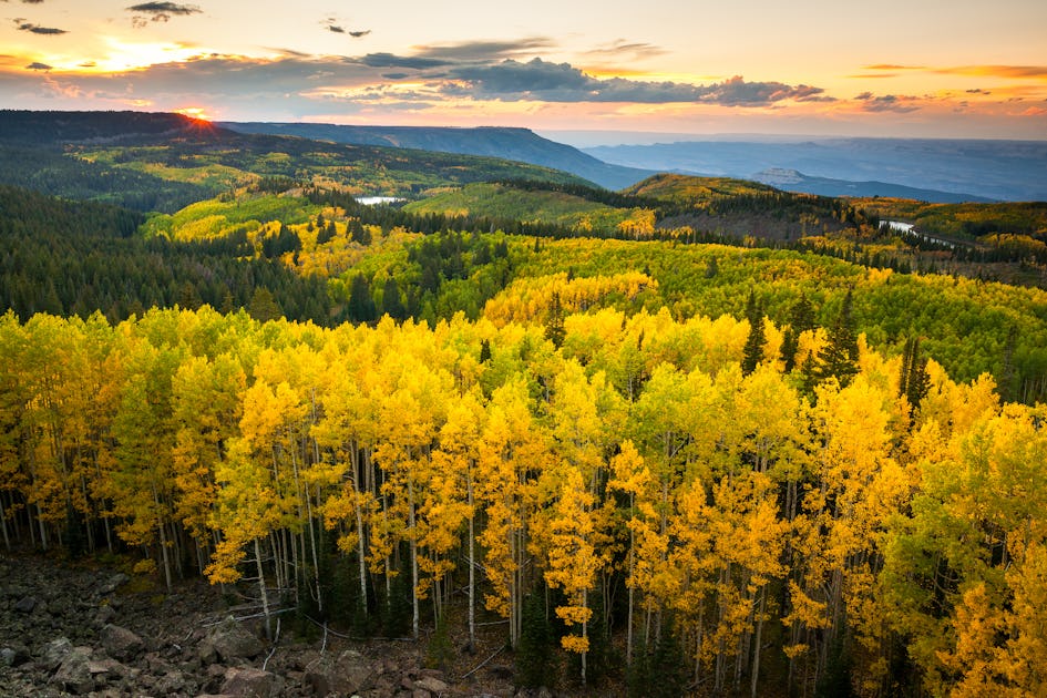 Photograph Fall Colors on Grand Mesa, Mesa, Colorado