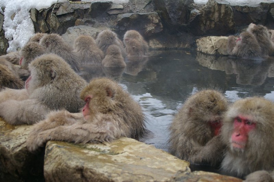 Hike to the Jigokudani Snow Monkey Park, Yamanouchi-machi, Japan