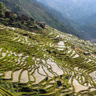 Hike the Longji Rice Terraces