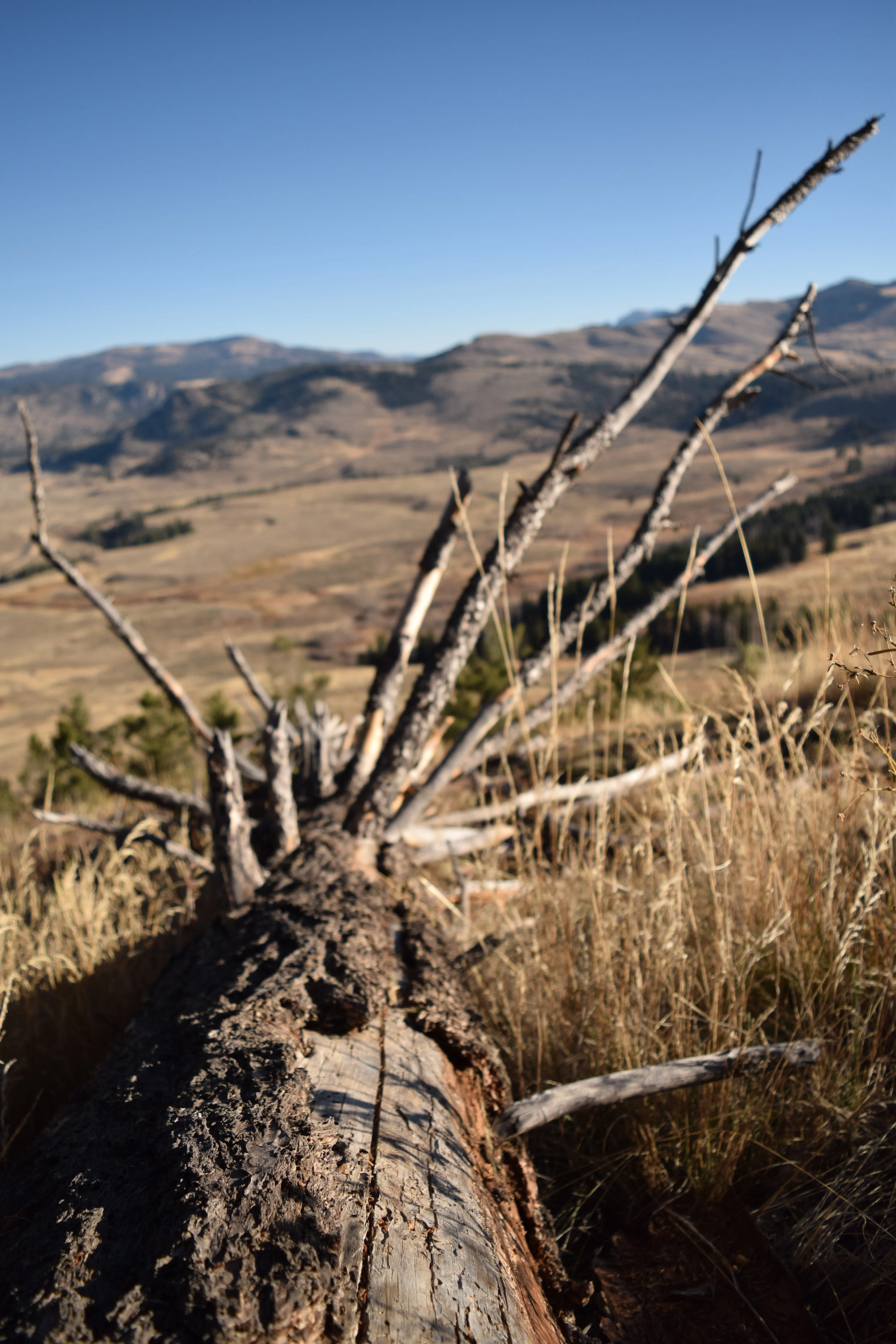 Lamar Valley Outlook near Specimen Ridge
