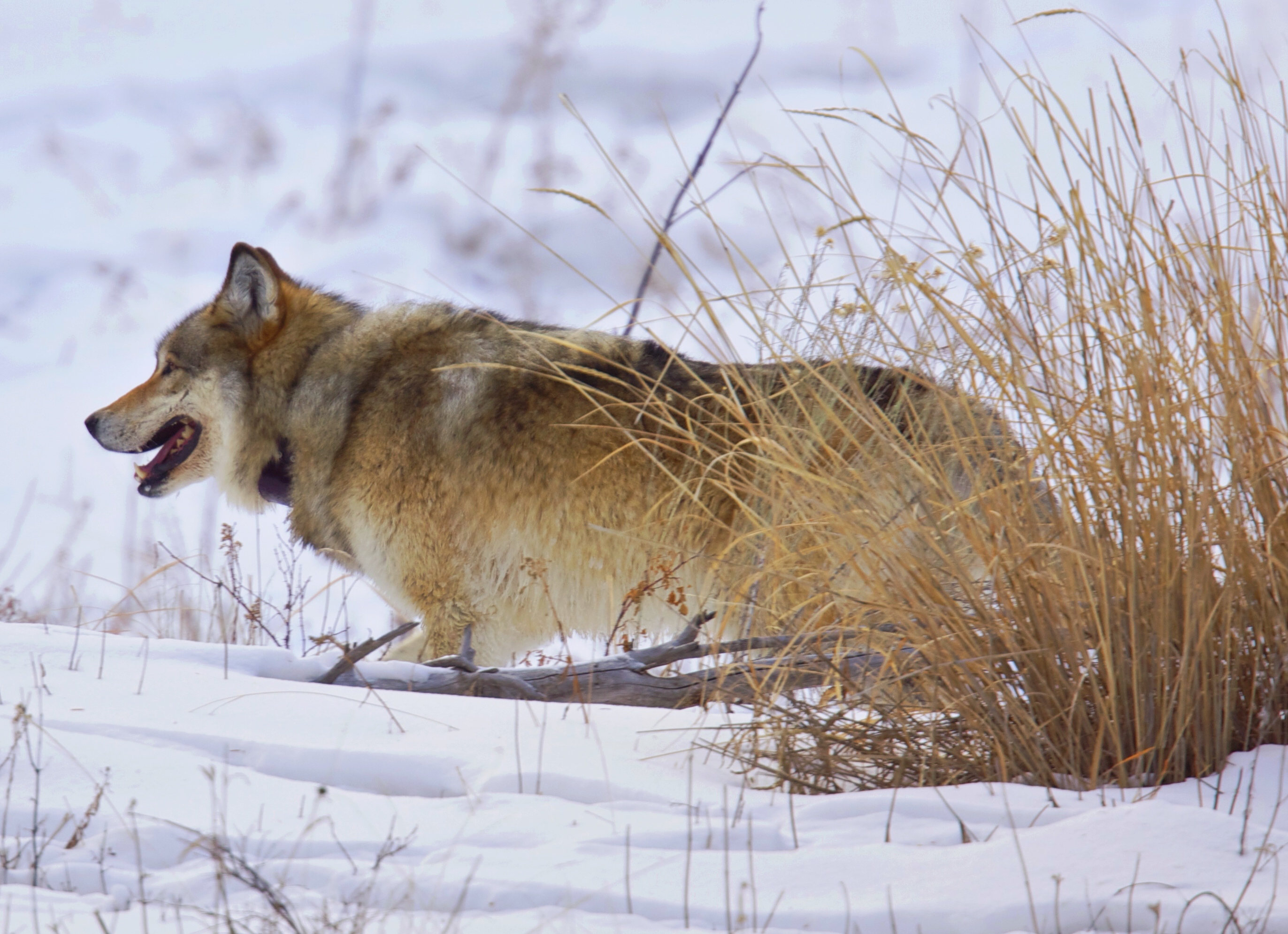 Photograph Wildlife in Lamar Valley