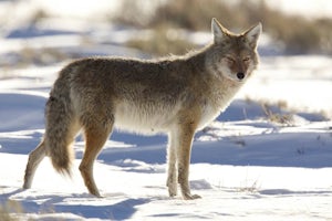 Photograph Wildlife in Lamar Valley