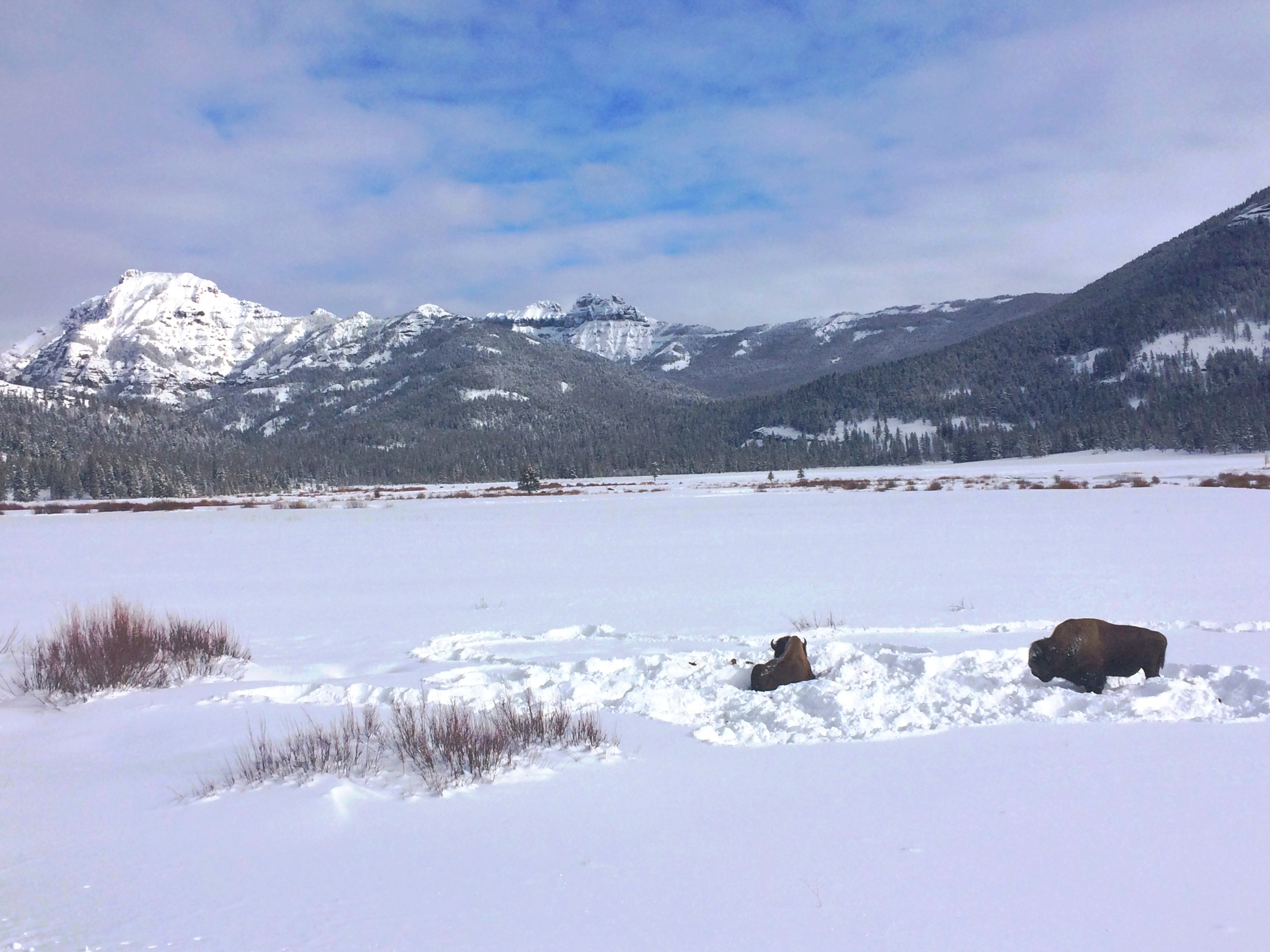 Photograph Wildlife in Lamar Valley