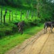 Cachoeira Serra de Dois Irmaos (Saw of Two Brothers Waterfall), Vicosa, Brazil