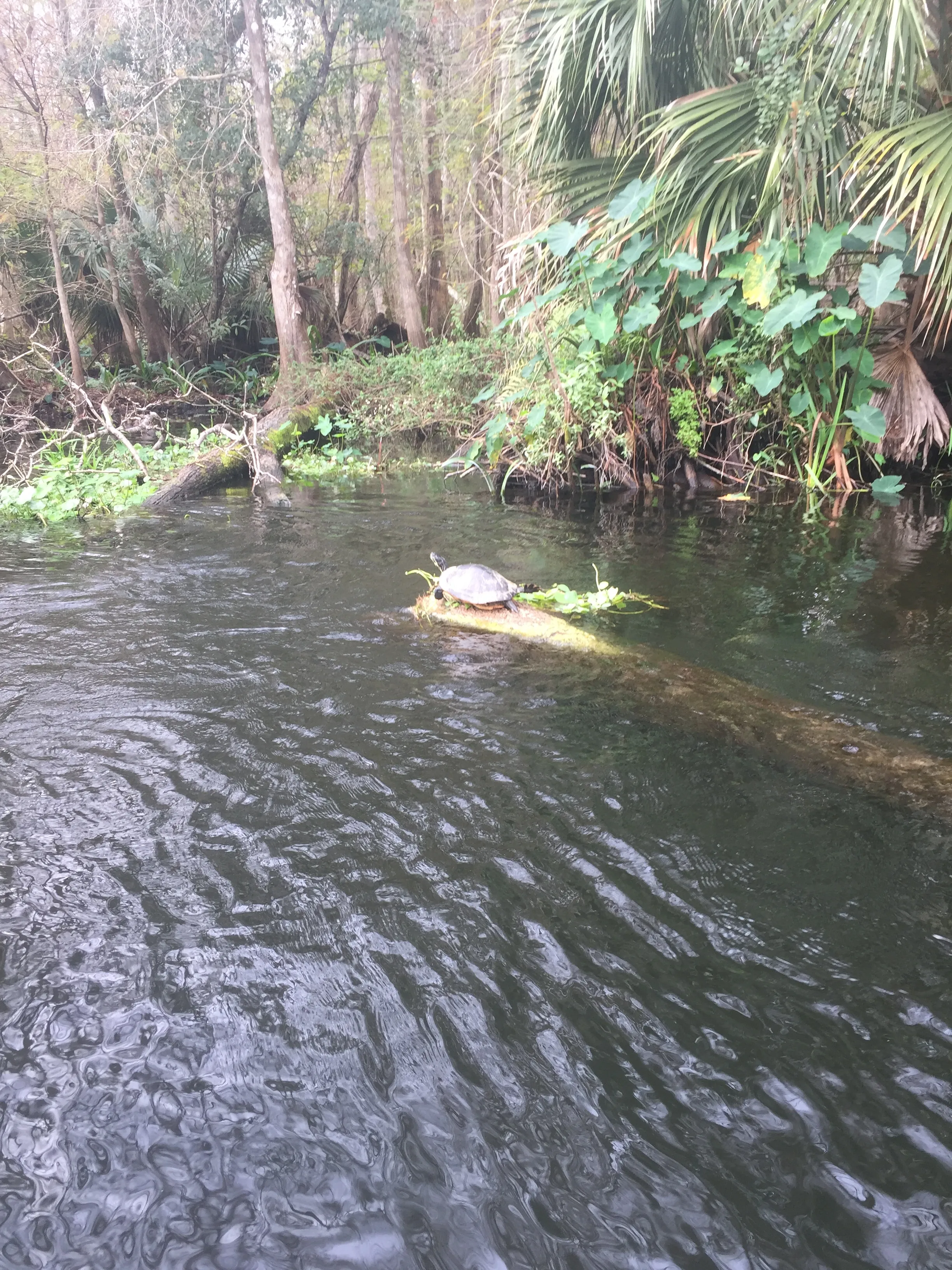 Ocklawaha River