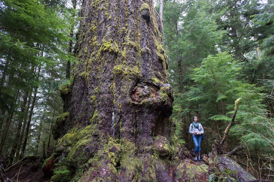 Hike to the Red Creek Fir, Port Renfrew, British Columbia