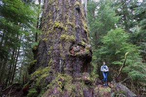 Hike to the Red Creek Fir