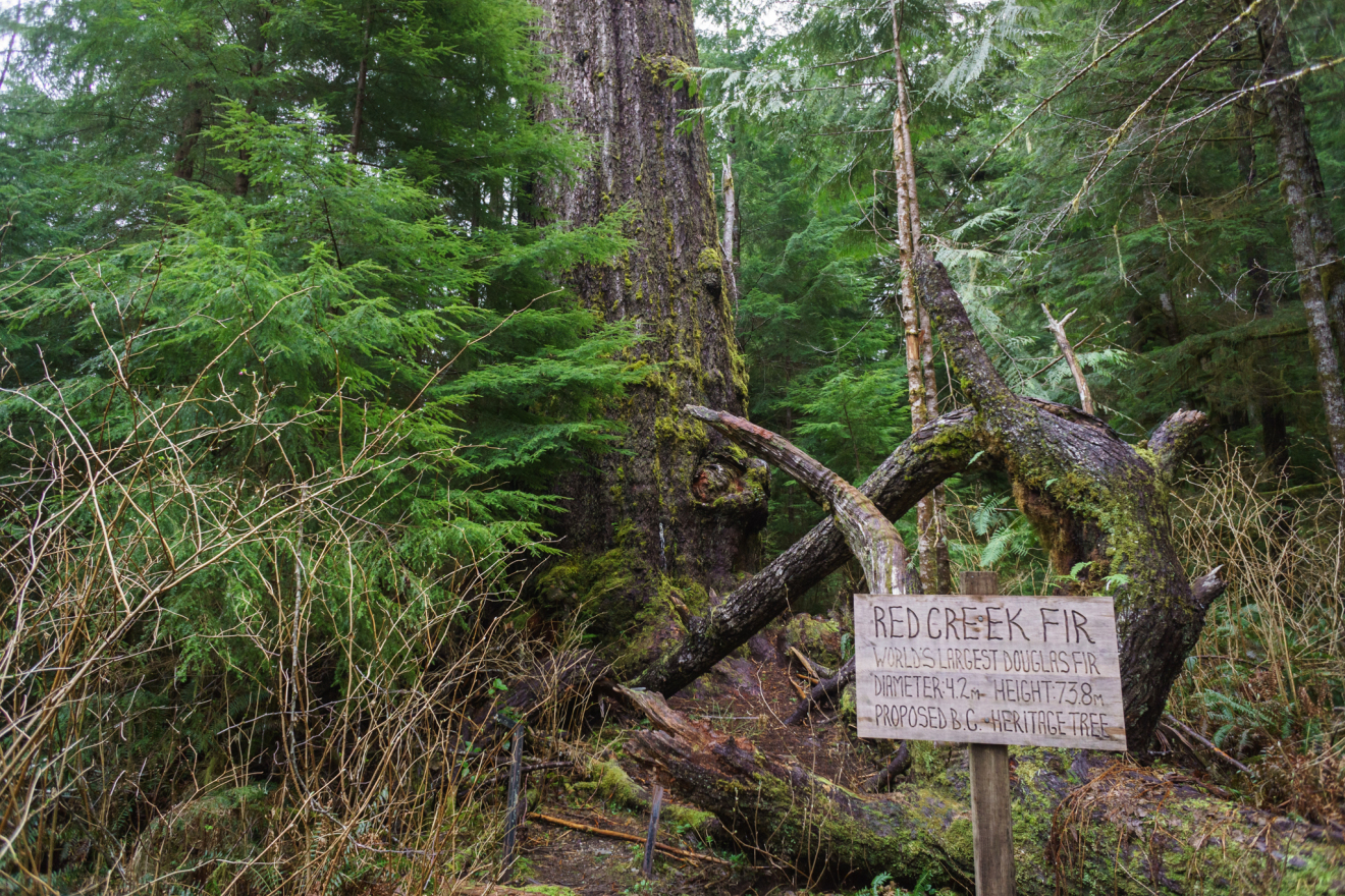 Hike to the Red Creek Fir