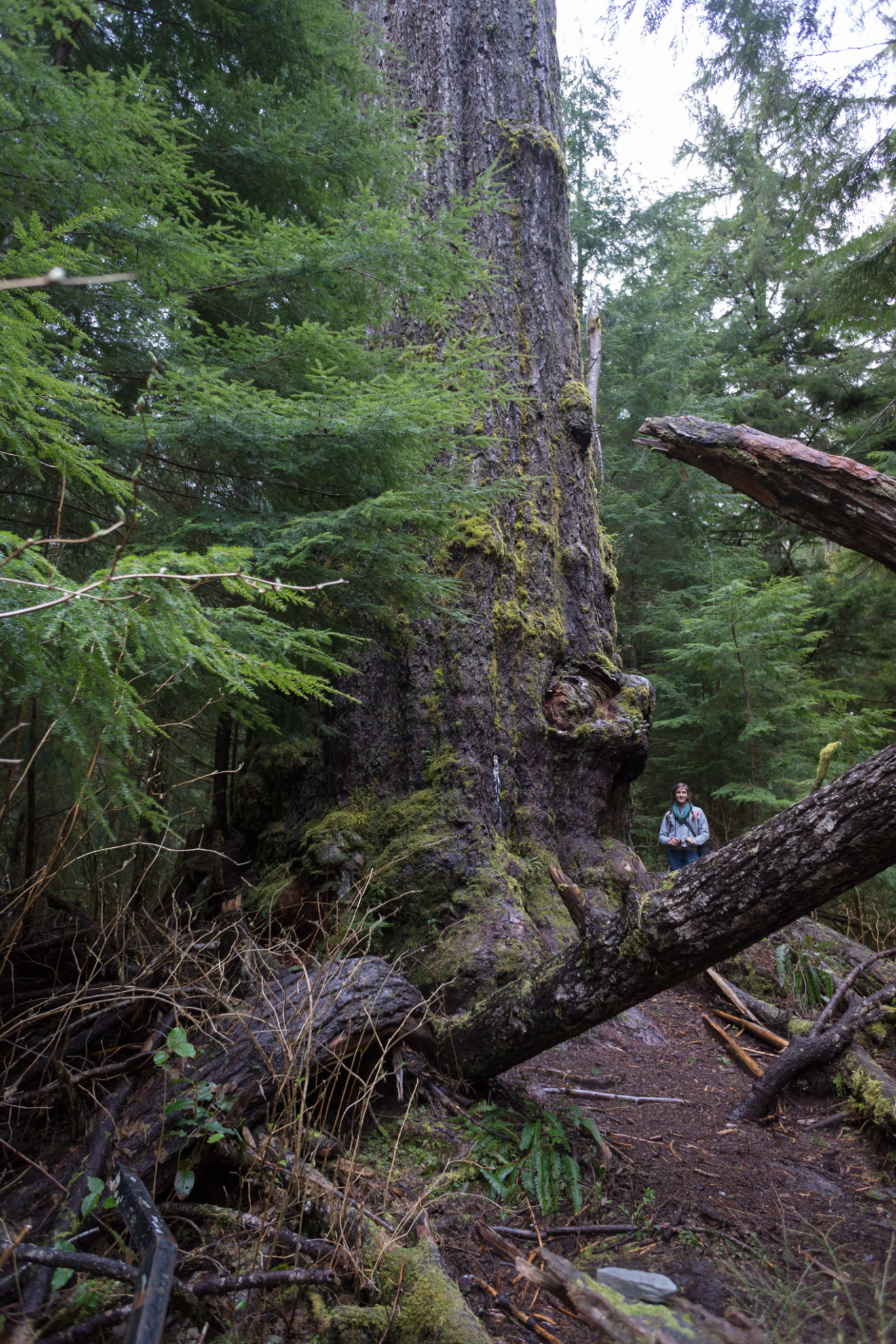 Hike to the Red Creek Fir