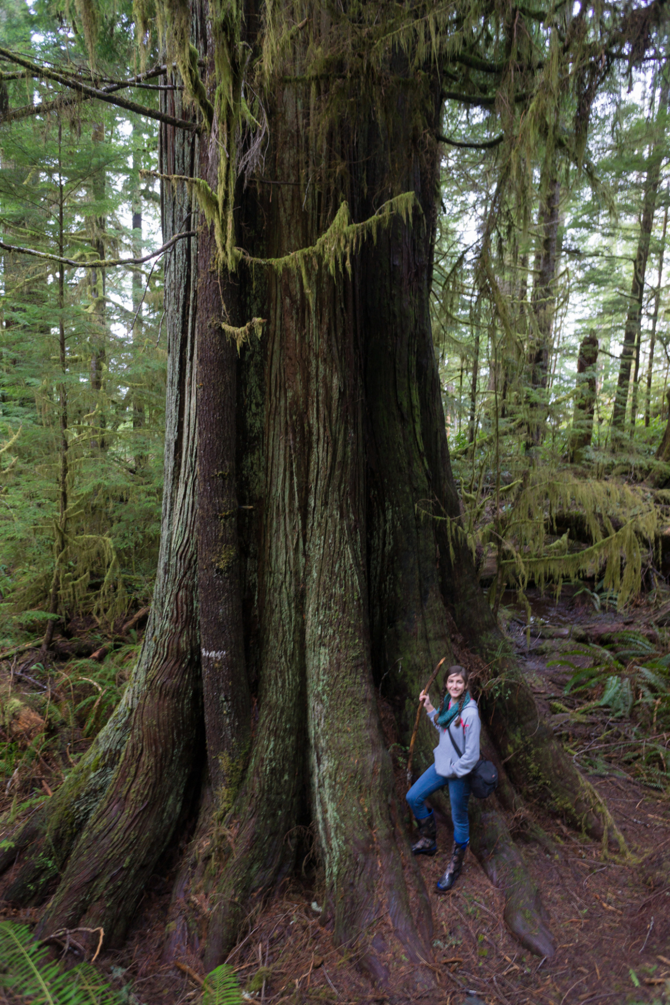 Hike to the Red Creek Fir