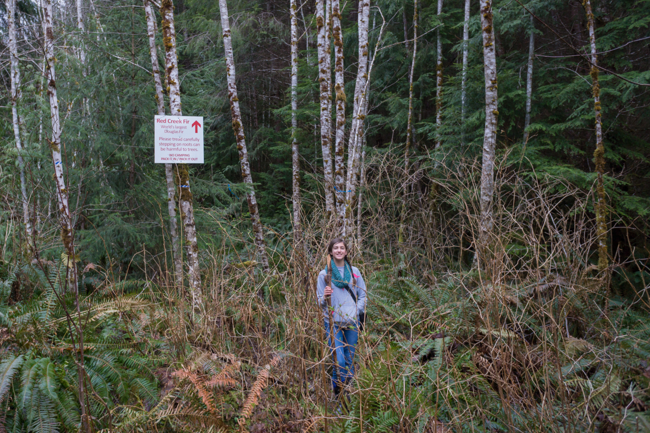 Hike to the Red Creek Fir