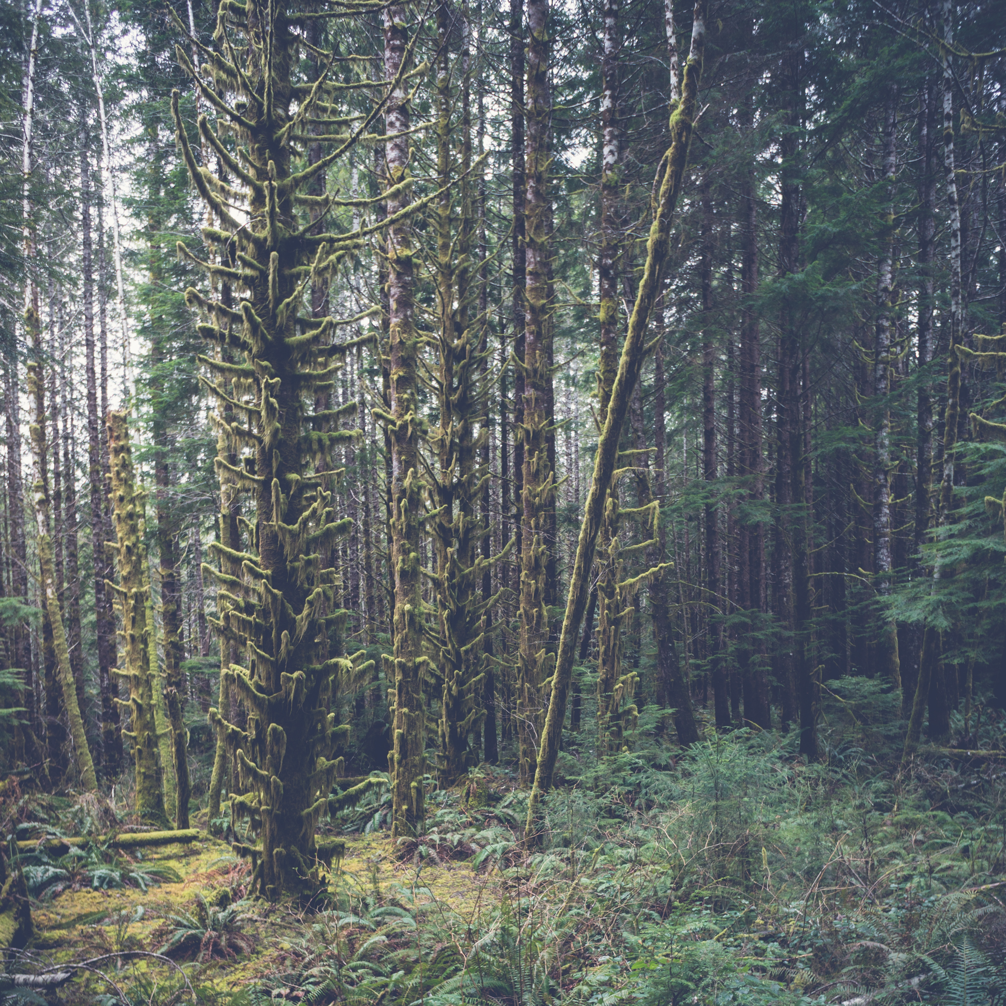 Hike to the Red Creek Fir