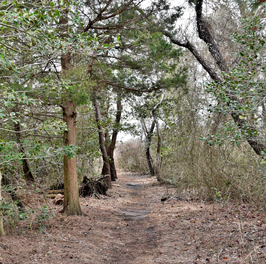 Hike the Burton Island Trail