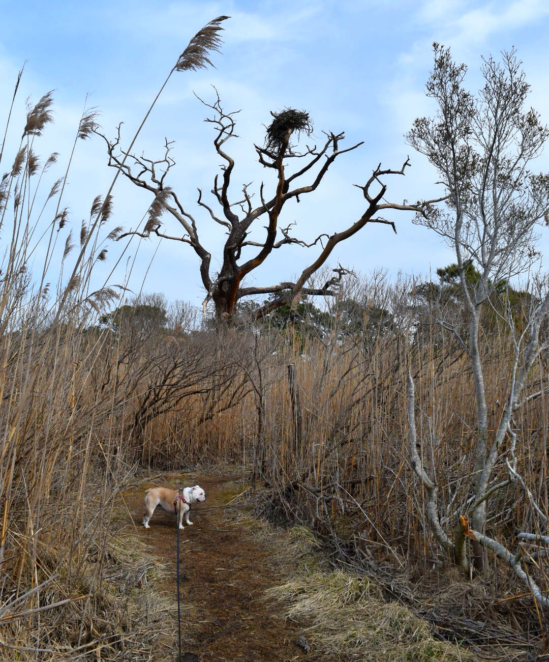 Hike the Burton Island Trail