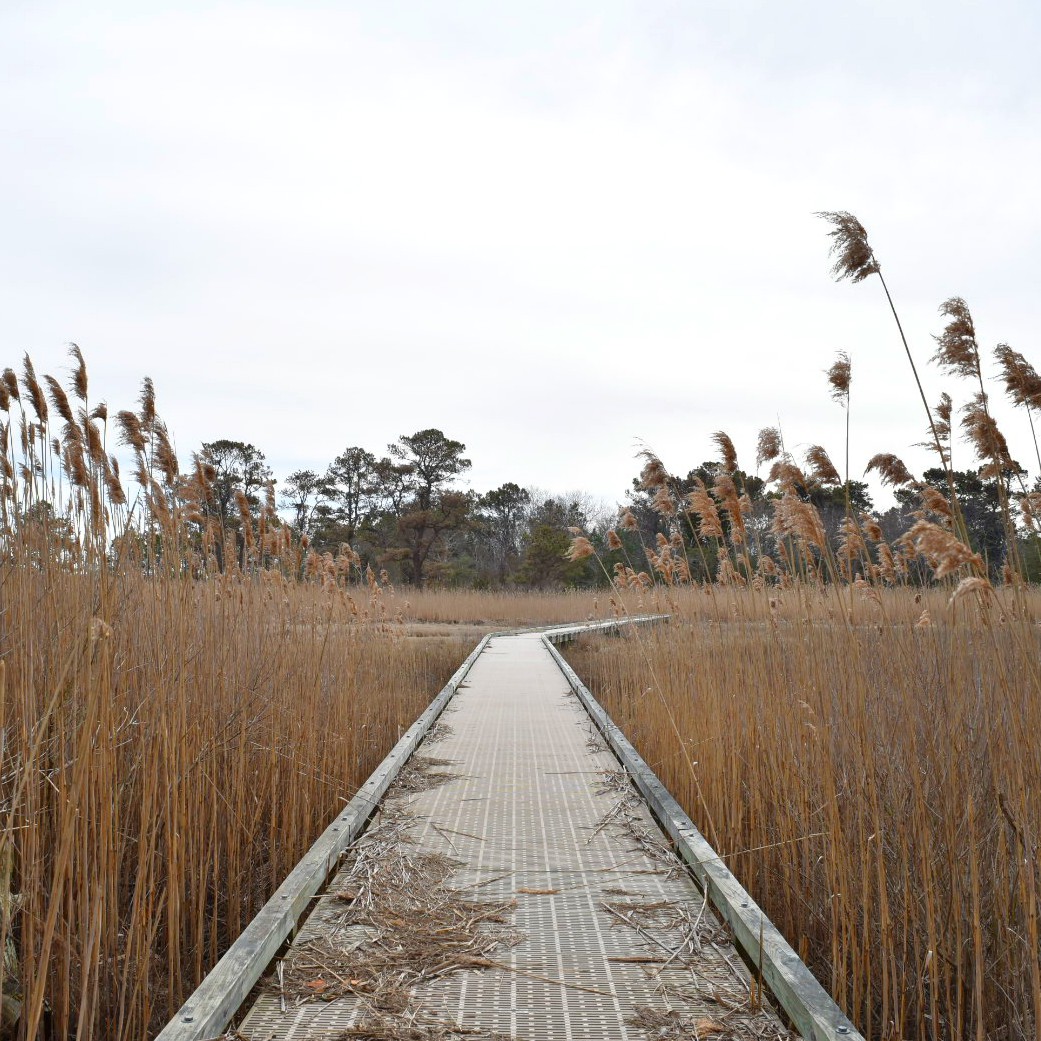 Hike the Burton Island Trail