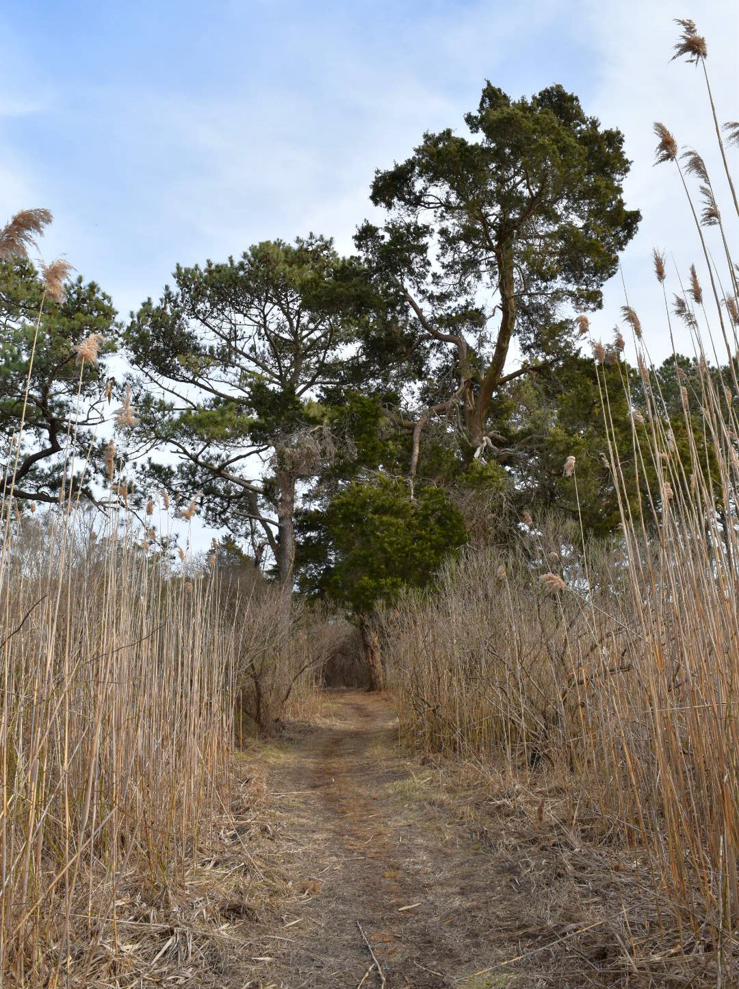 Hike the Burton Island Trail