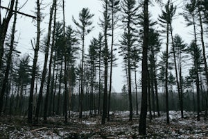 Hike the Coffeehouse Loop, Douglas State Forest 