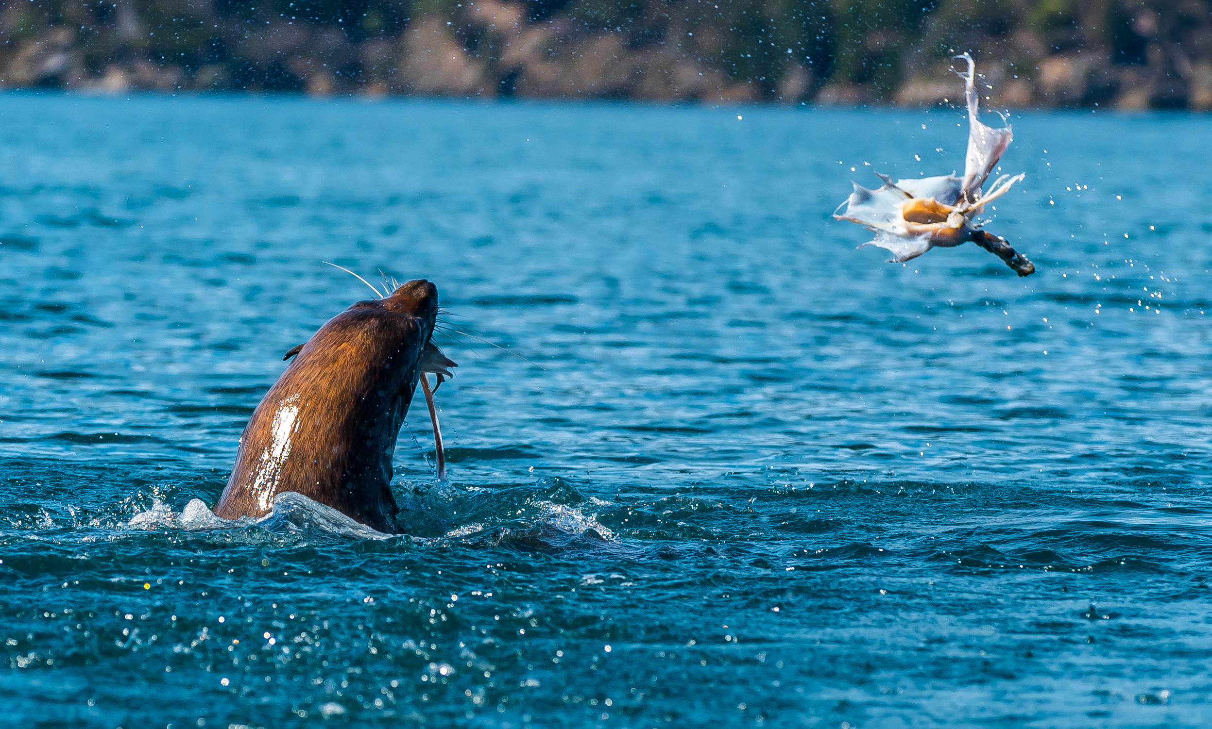 Overnight Kayak the Queen Charlotte Sound