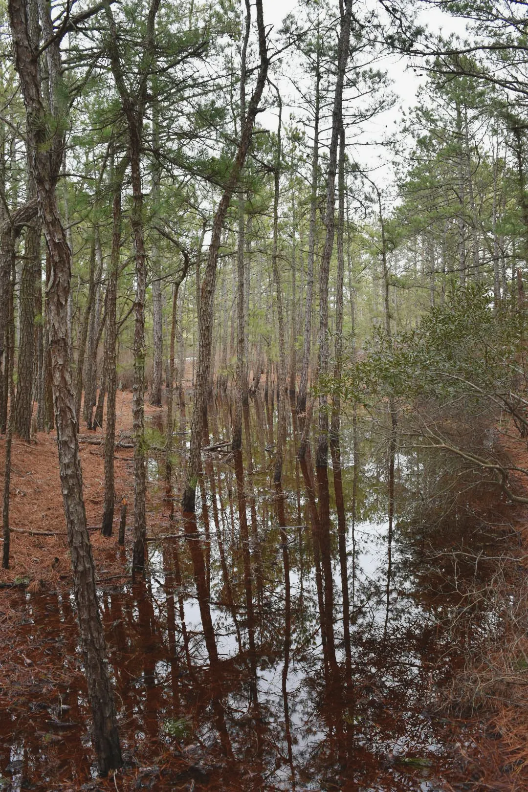 Pinelands Trail