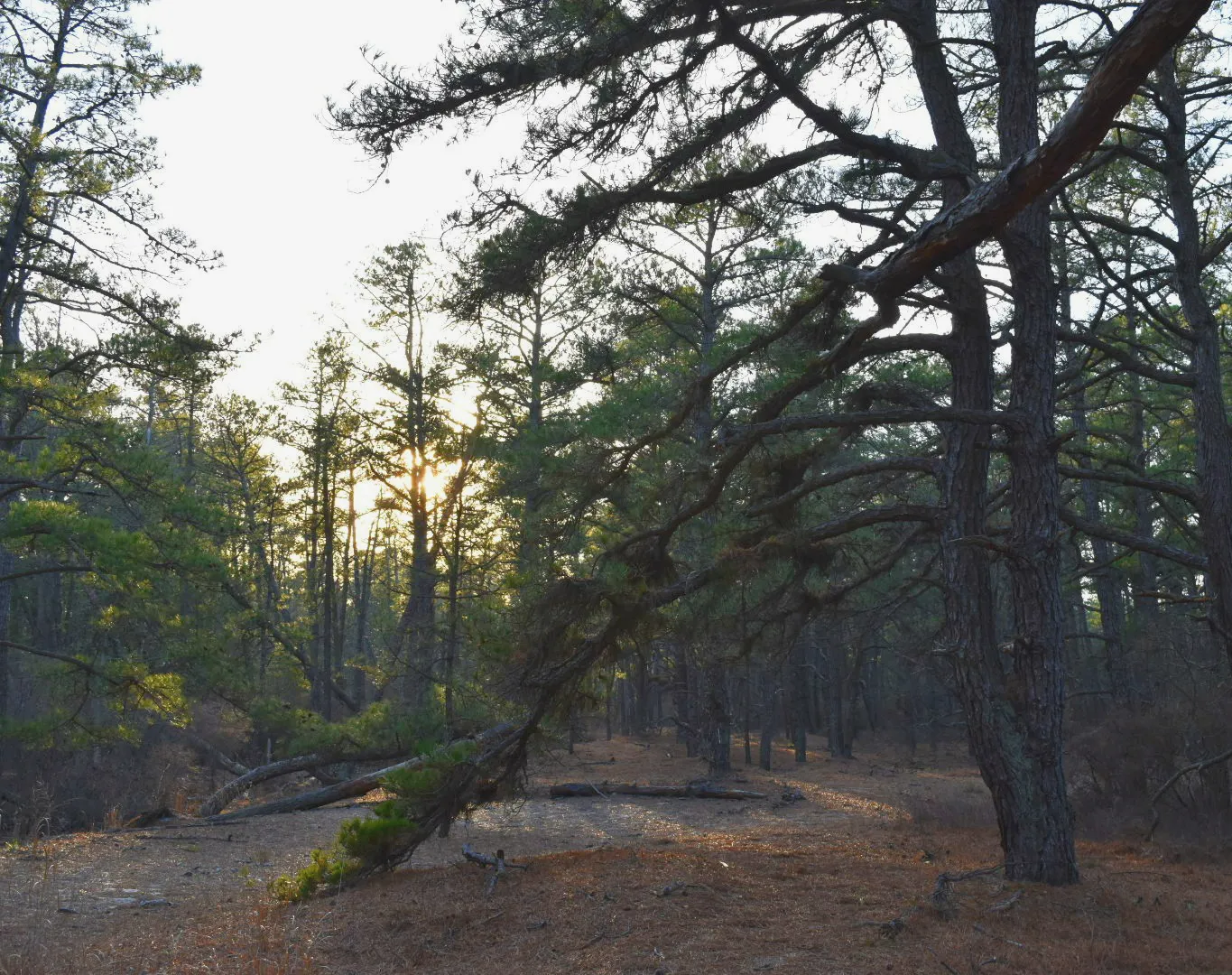 Pinelands Trail
