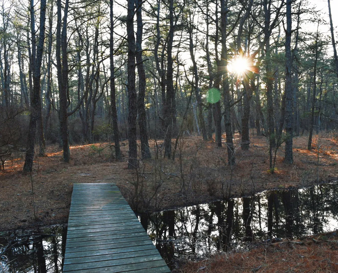 Pinelands Trail
