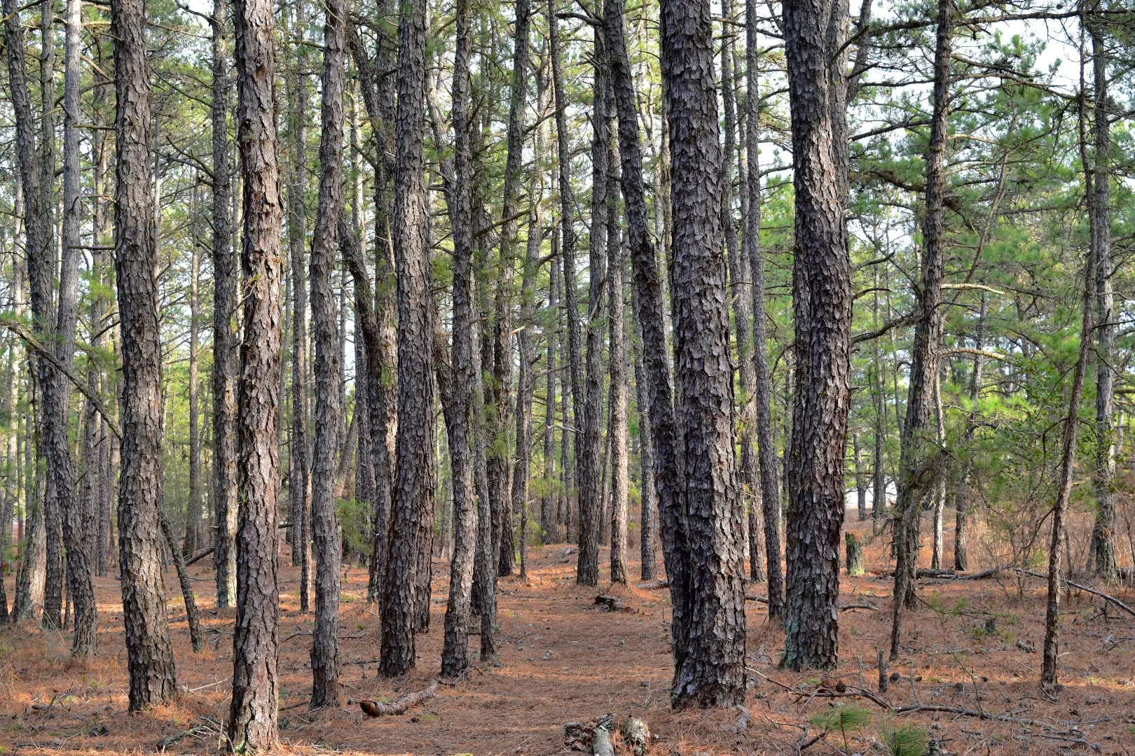 Pinelands Trail