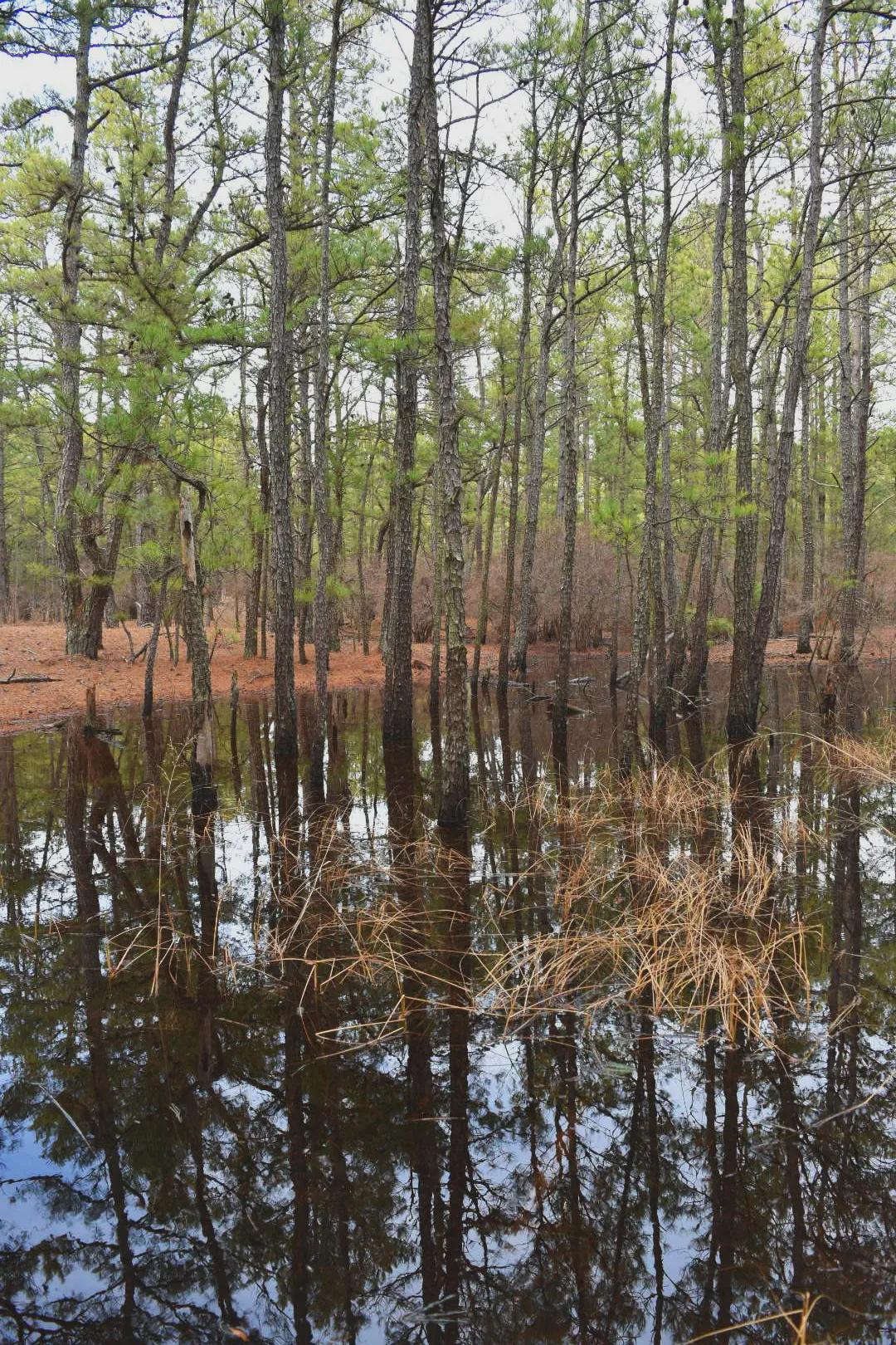 Pinelands Trail