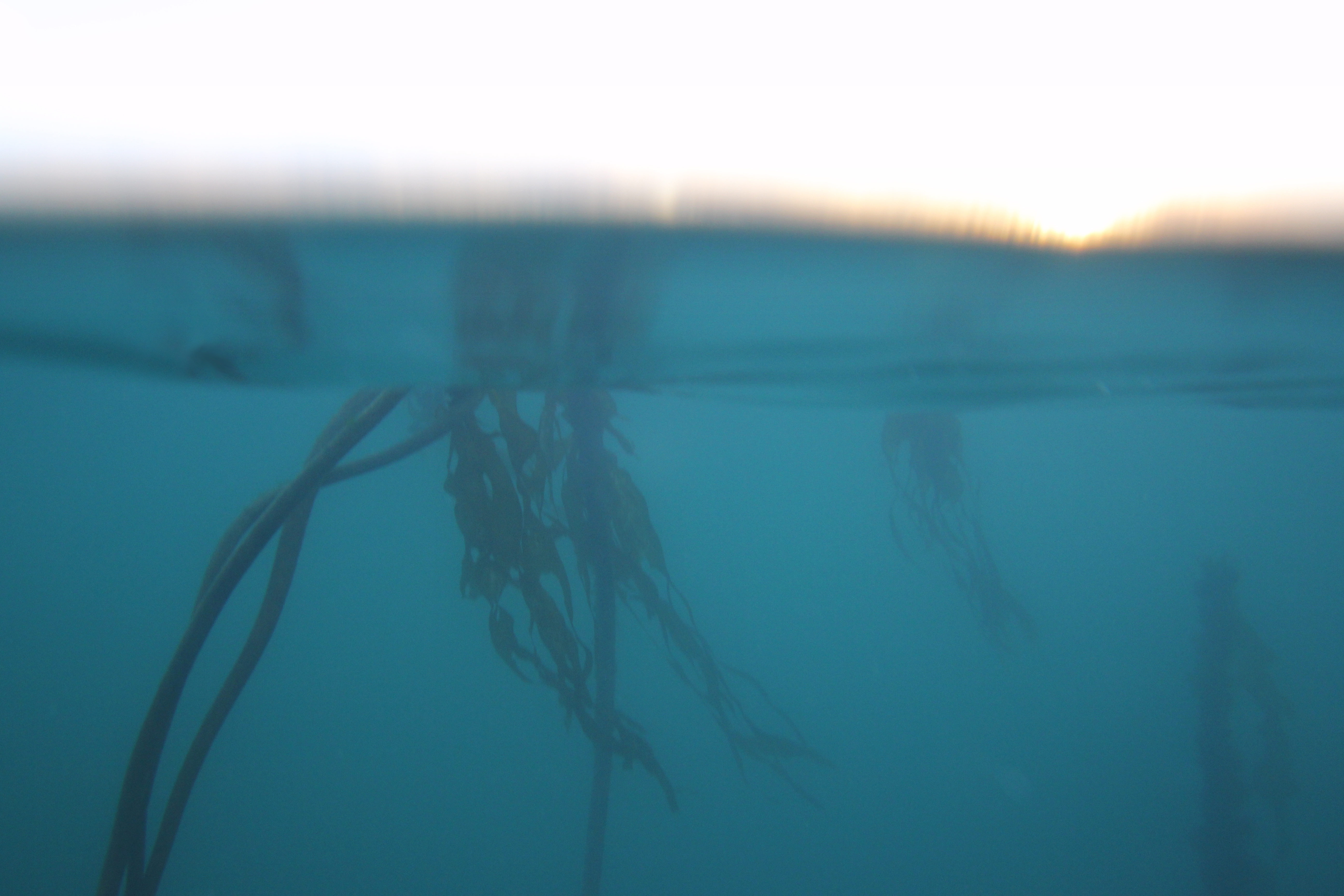 Freedive or Snorkel Ogden Point