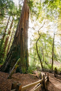 Camp at Big Basin Redwoods State Park