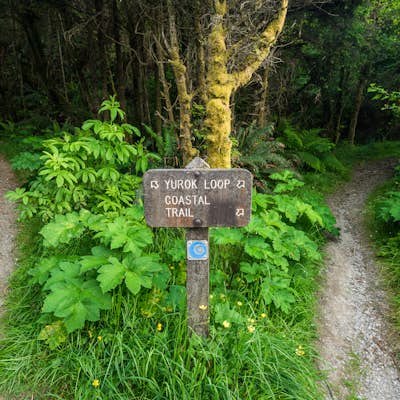 Hike the Yurok Loop Trail