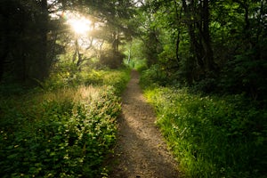 Hike the Yurok Loop Trail