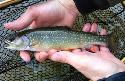 Fly Fish on the Rapidan River, Graves Mill Parking Area