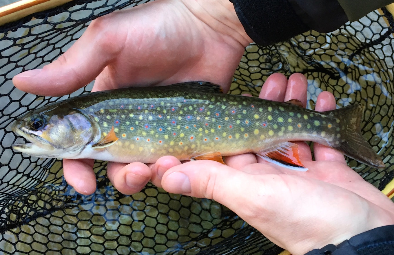 6 Tips To Prep And Cook Your Trout In The Backcountry