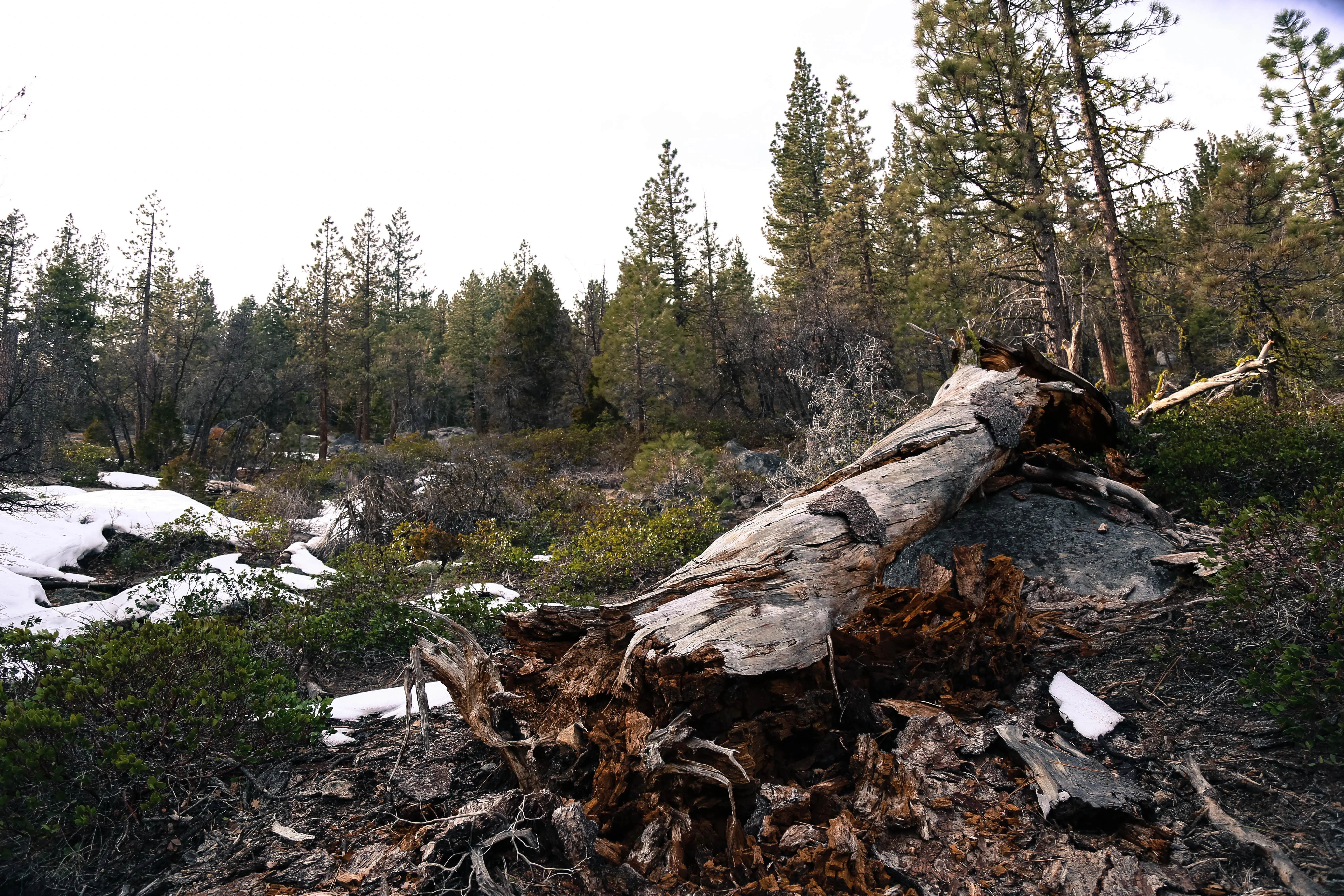 Hike to Alder Creek Falls 