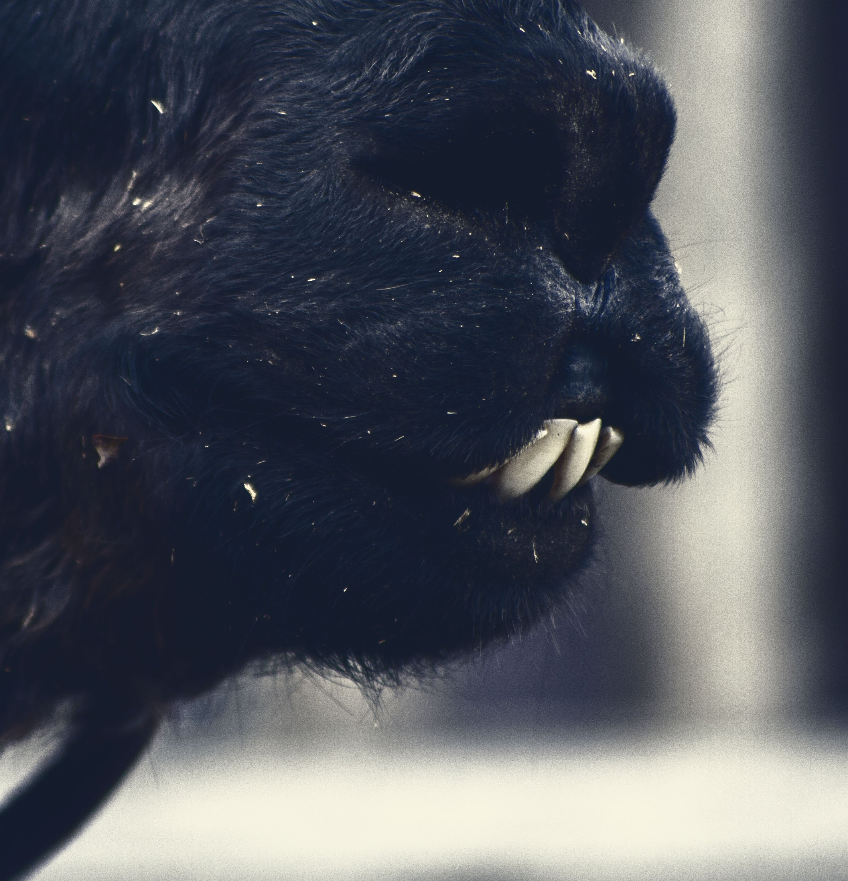 Mount LeConte Lodge via the Boulevard Trail