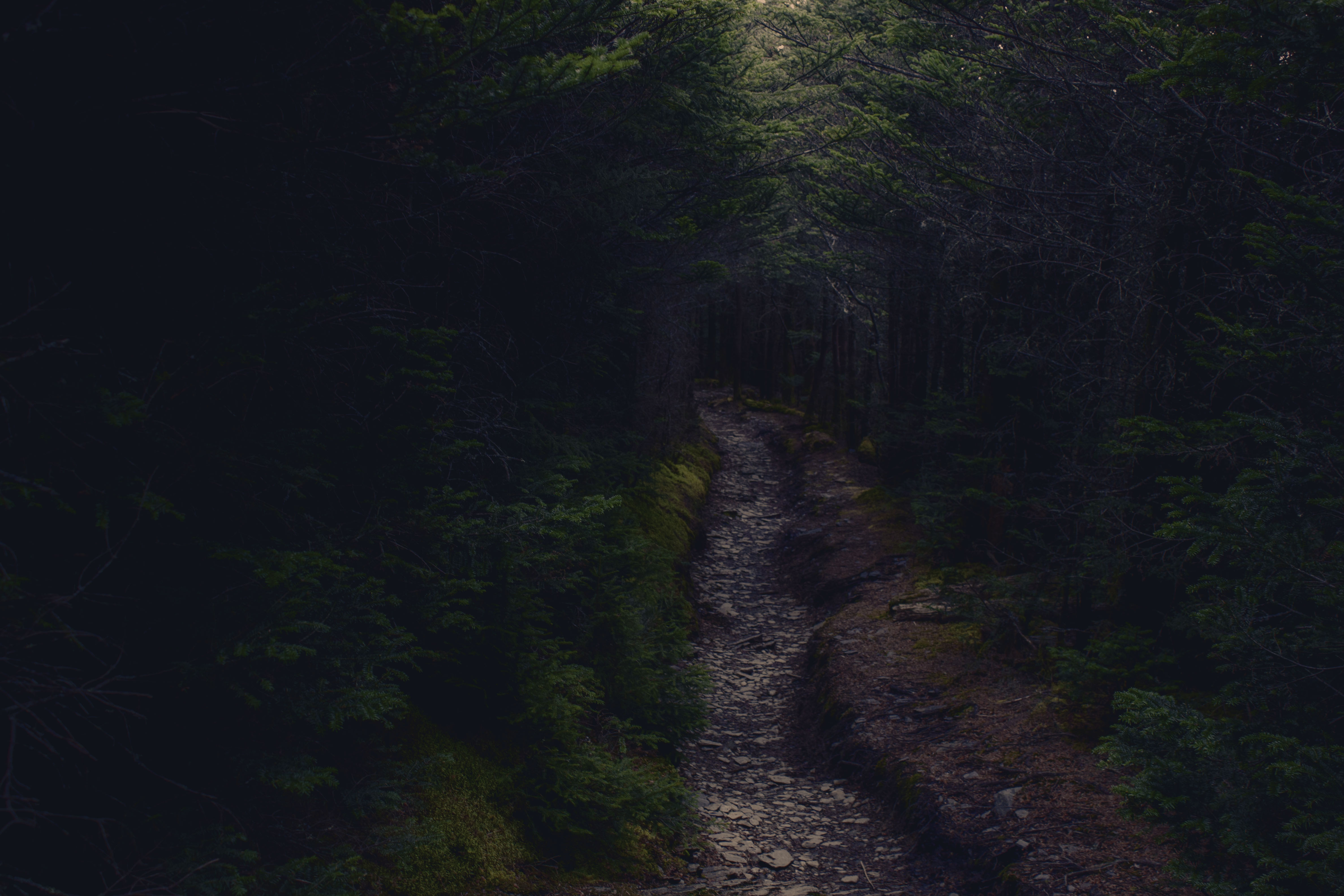 Mount LeConte Lodge via the Boulevard Trail