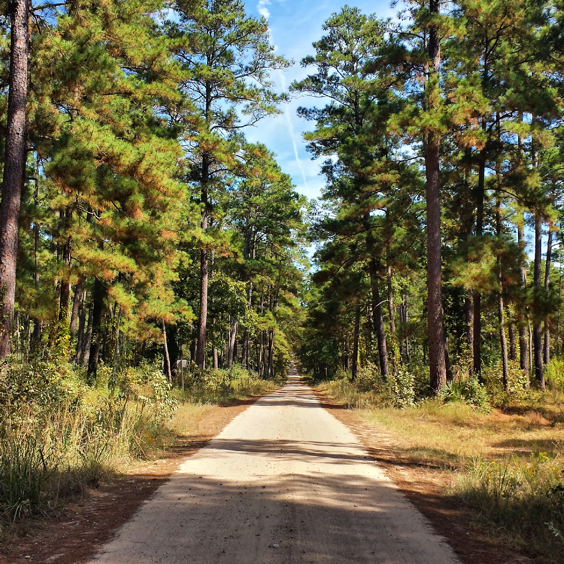 Camp at Kelly's Pond, Sam Houston National Forest