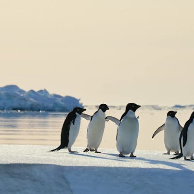 Explore the West Antarctic Peninsula