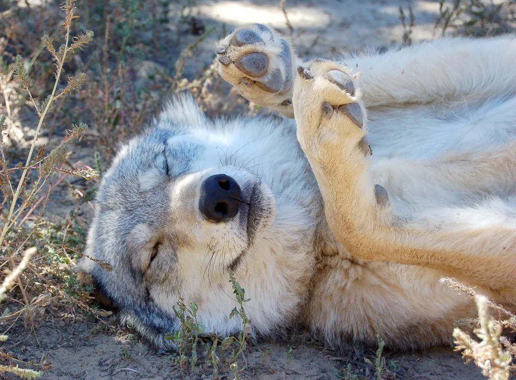 Wild Spirit Wolf Sanctuary