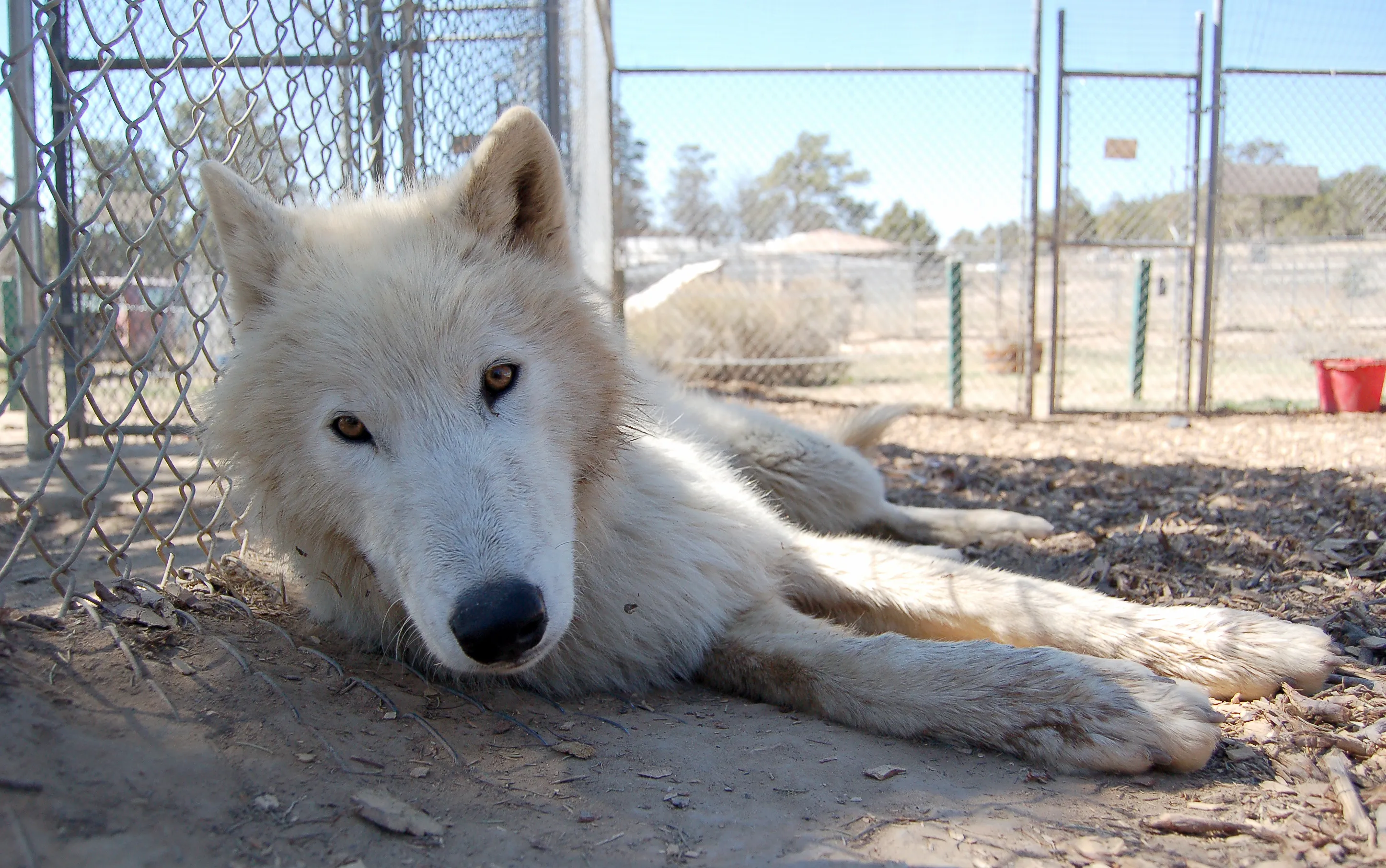Wild Spirit Wolf Sanctuary