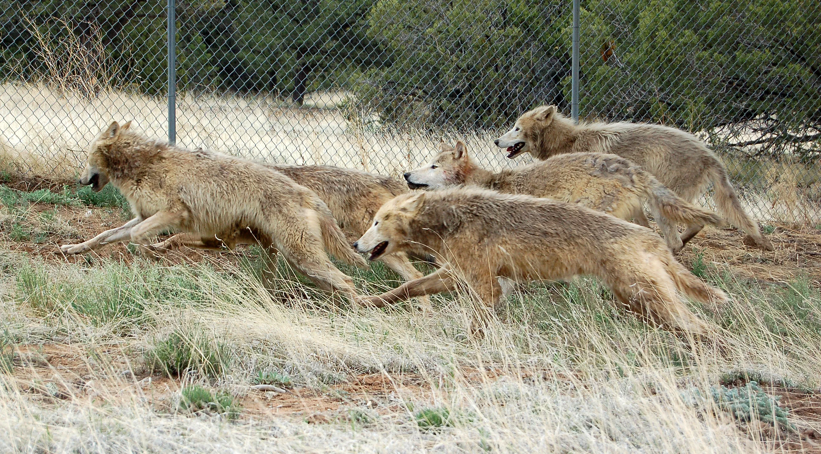 Wild Spirit Wolf Sanctuary