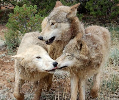 Explore the Wild Spirit Wolf Sanctuary