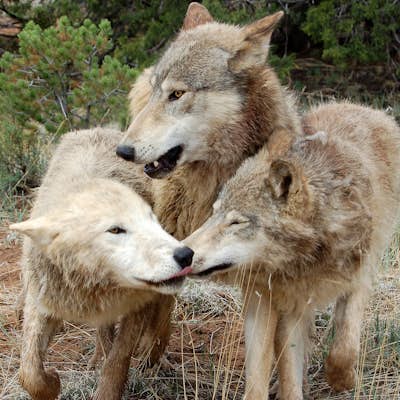 Explore the Wild Spirit Wolf Sanctuary